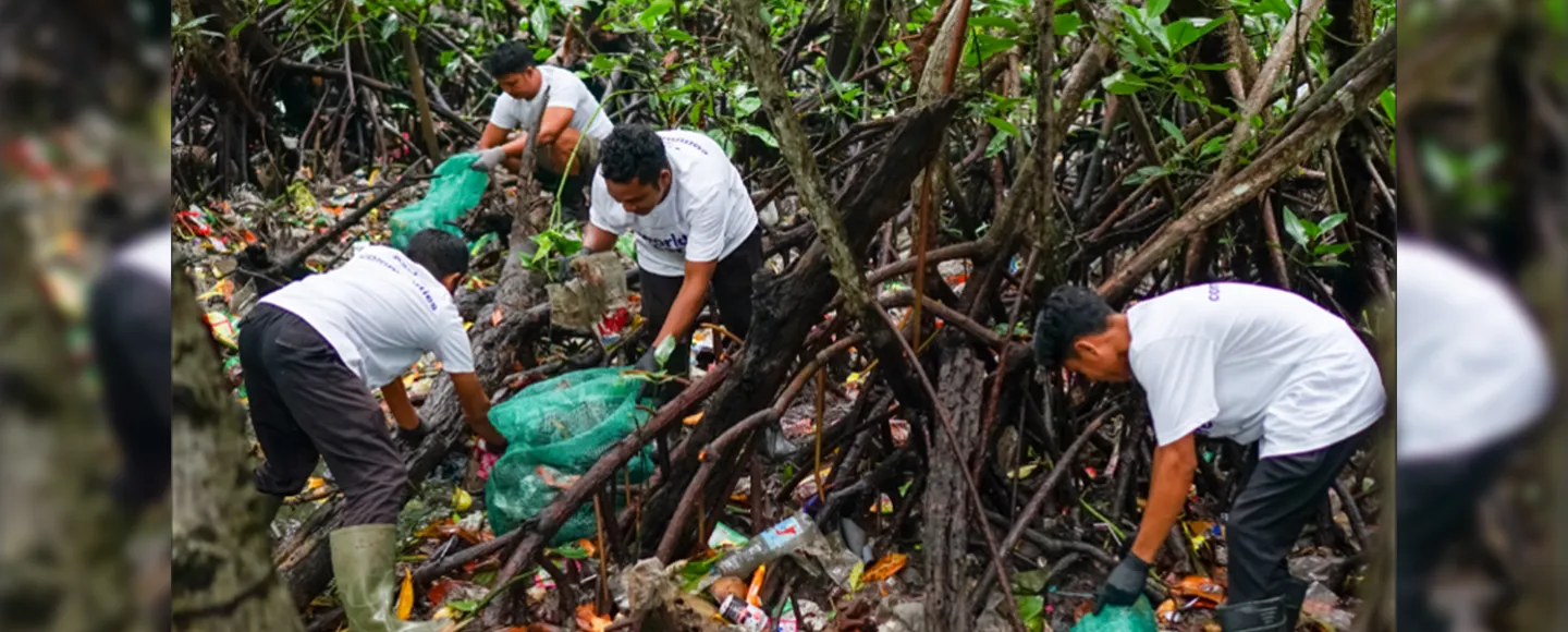 Mangrove Restoration